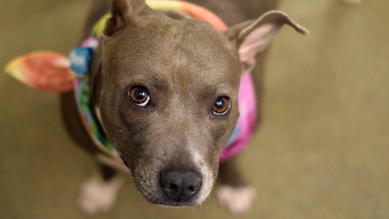 Adopt A Friend: Harley